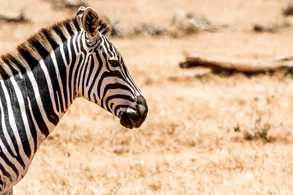 Профільний портрет зебри — стокове фото
