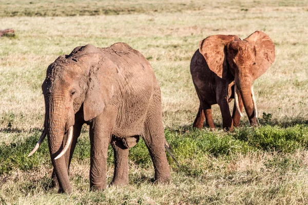 Afričtí sloni v krajině savana — Stock fotografie