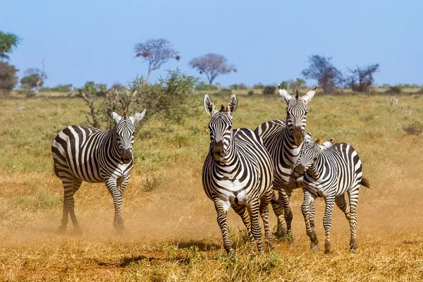 Zebror i Kenyas tsavo reserve — Stockfoto