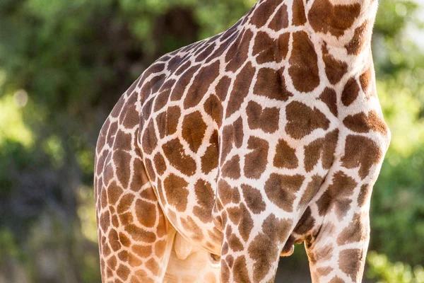 Skin of giraffe — Stock Photo, Image