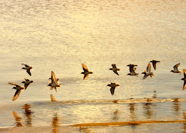 Uccelli che volano bassi — Foto Stock