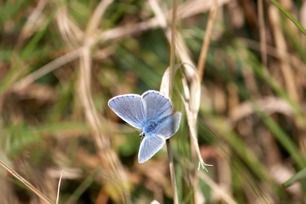 Un papillon bleu — Photo