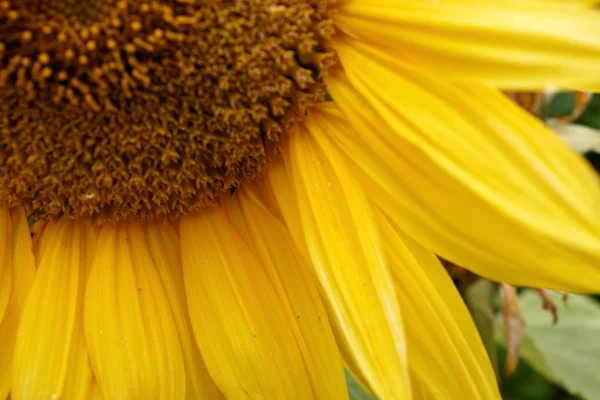Fechar de uma flor de sol — Fotografia de Stock