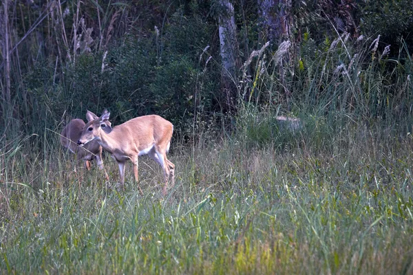 Два олені в дикій природі — стокове фото