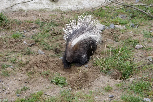 A porcupine — Stock Photo, Image