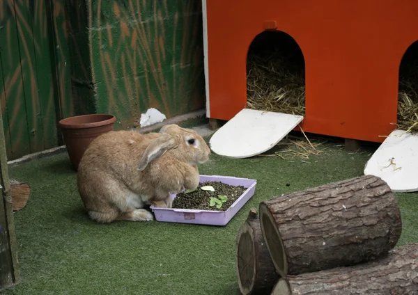 Meraklı küçük tavşan — Stok fotoğraf