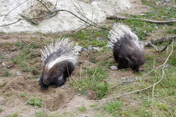 Two porcupines — Stock Photo, Image