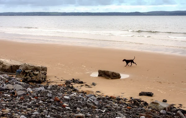 Ein verlorener Hund am Strand — Stockfoto