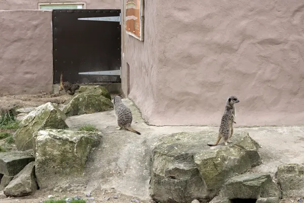 MeerKat in an enclosure — Stock Photo, Image