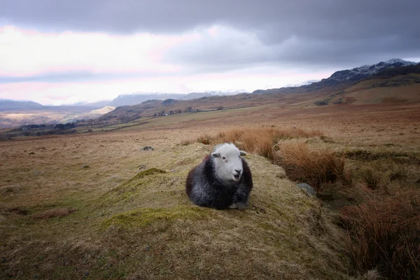 Una oveja negra con una cara blanca —  Fotos de Stock