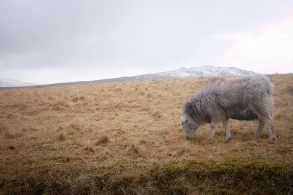 Een schaap op de Moren — Stockfoto