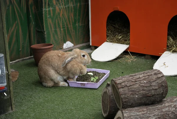 Um coelho ao almoço — Fotografia de Stock