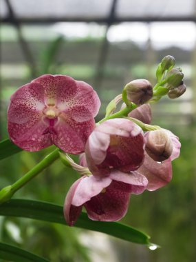 Bahçedeki orkide çiçeği