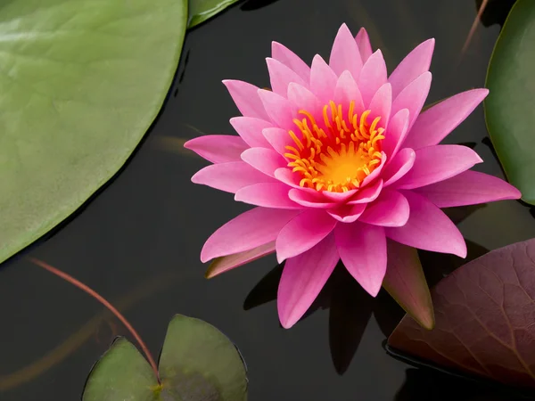 Pink Lotus in pond — Stock Photo, Image