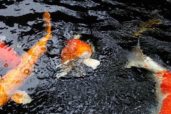 Koi-Fische — Stockfoto