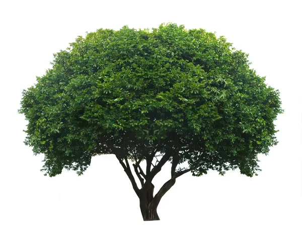 Tree isolated on white background