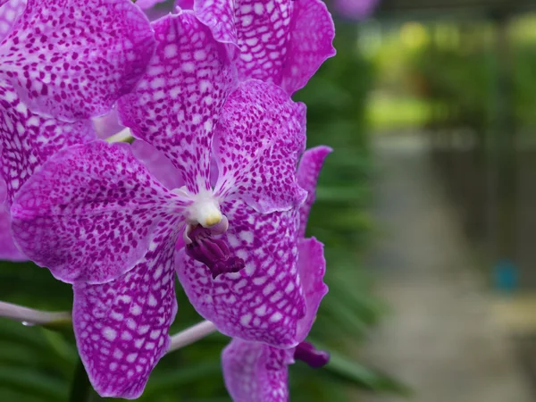 Fialová orchidej květina v zahradě — Stock fotografie