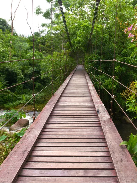 Wooden rope walkway through in a rainforest — Stock Photo, Image