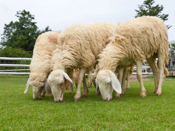 Овцы пасут свежую зеленую траву на ферме — стоковое фото