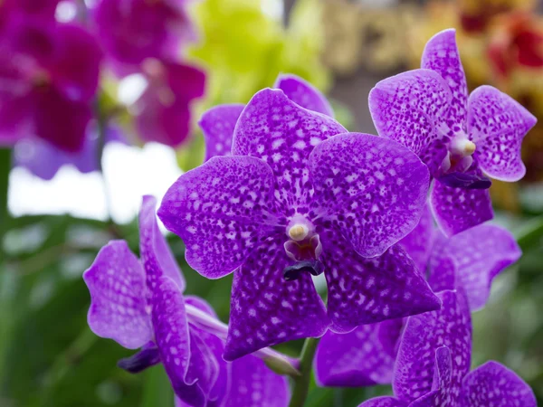 Orchidej květina v zahradě — Stock fotografie