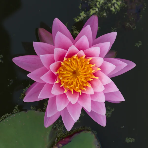 Gölette pembe nilüfer çiçeği — Stok fotoğraf