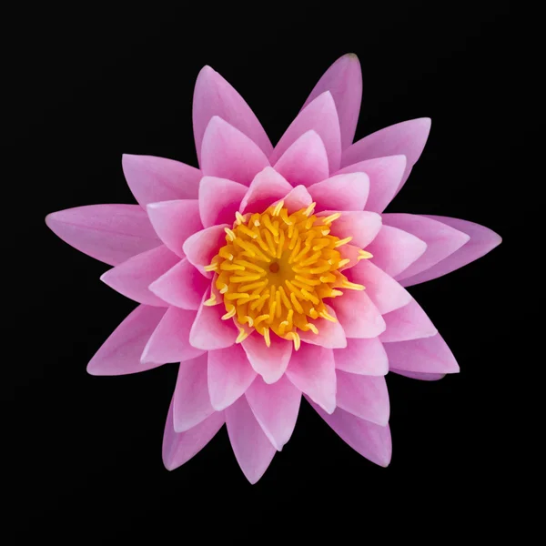 Lotus isolated in black with clipping path — Stock Photo, Image