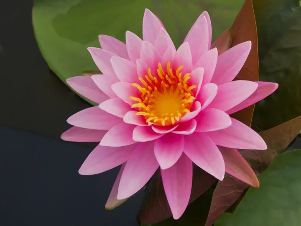 Rosafarbener Lotus im Teich — Stockfoto