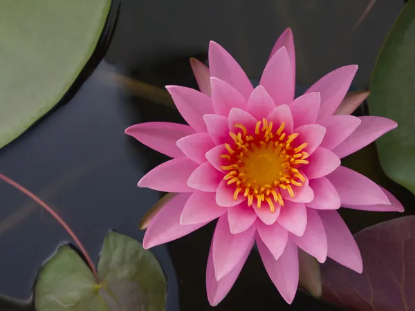 池塘里的粉红莲花 — 图库照片