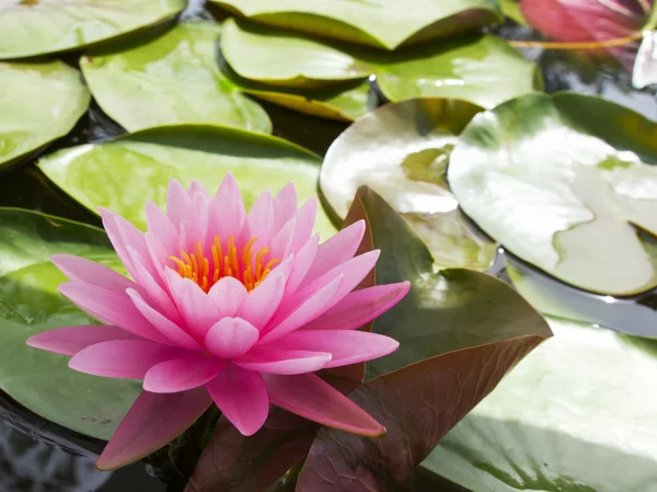 Růžový lotos v rybníku — Stock fotografie