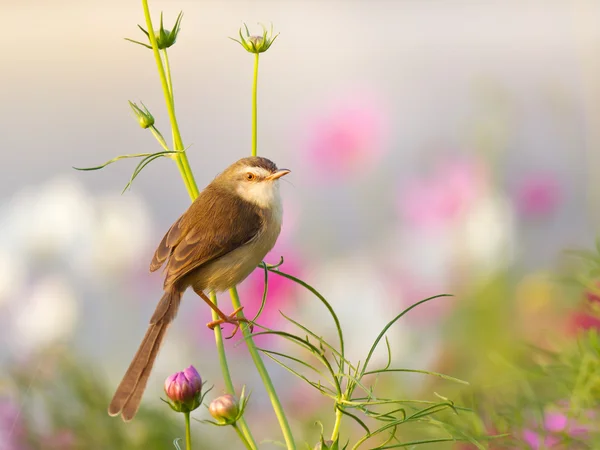 Fågel på blomma i trädgården — Stockfoto