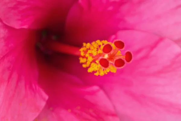 Fechar flor de hibisco rosa Imagens De Bancos De Imagens Sem Royalties