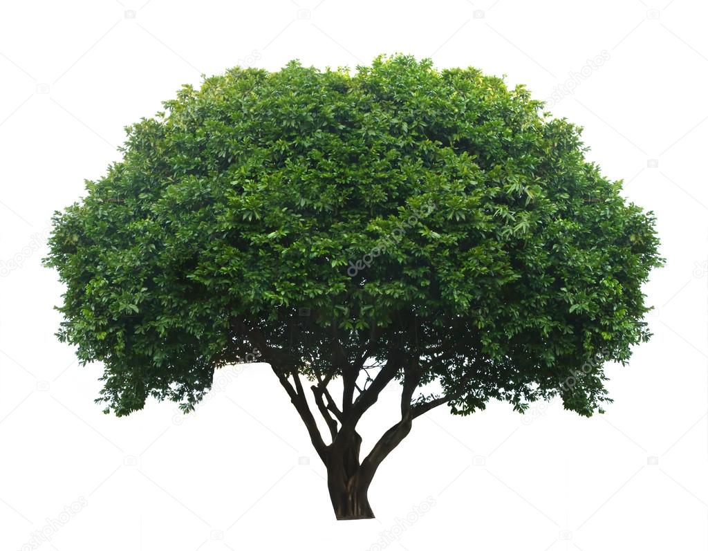 Tree isolated on white background