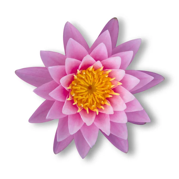 lotus beyaz kırpma yolu ile izole