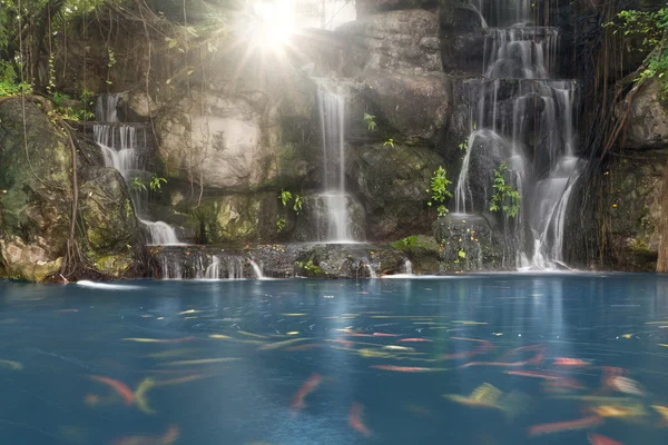 滝庭の池の鯉 — ストック写真