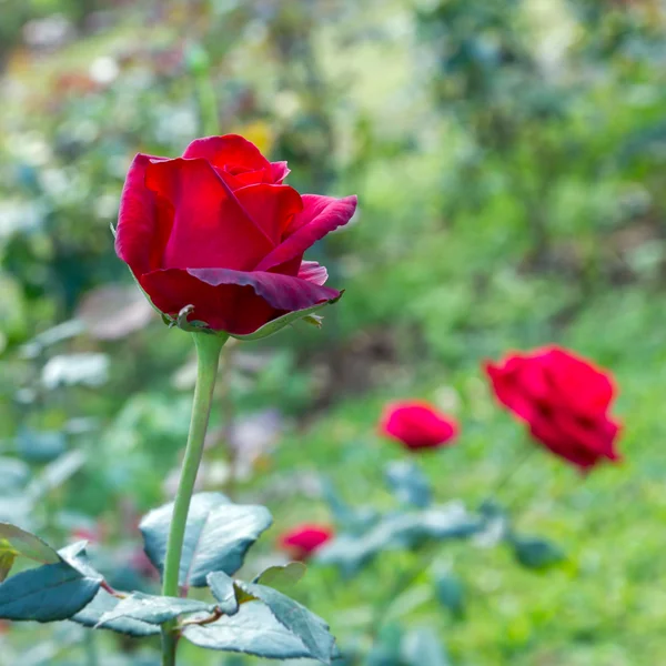 庭で美しい赤いバラ — ストック写真