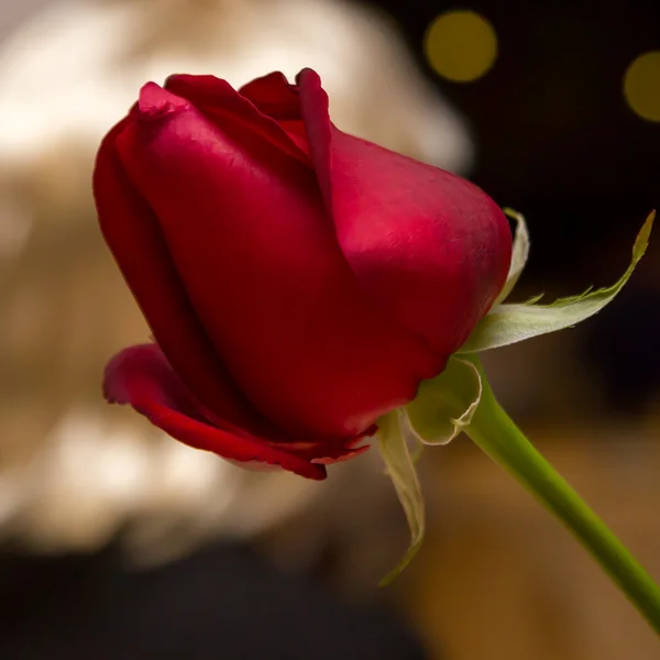 Rosa vermelha na noite com fundo dourado — Fotografia de Stock
