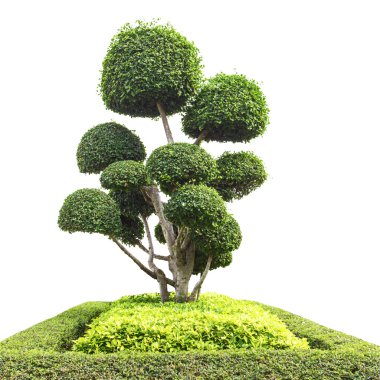 Bonsai ağaç bahçe beyaz izole