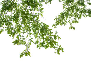 green leaves on white background clipart
