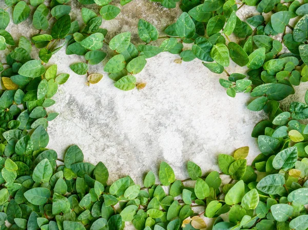 Green leaves frame on wall for background — Stock Photo, Image