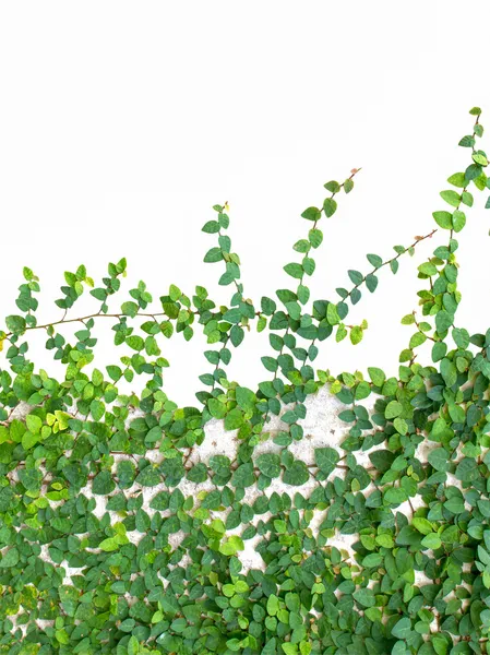 Zielone liście pnącze roślin na ścianie na tle — Zdjęcie stockowe