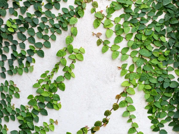 背景の壁に緑の葉つる植物 — ストック写真