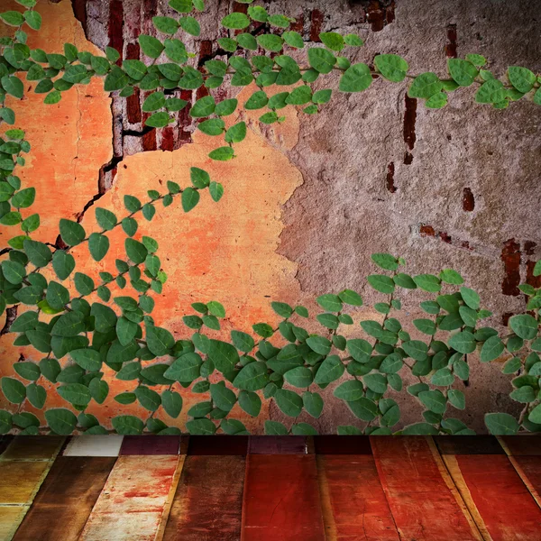 Planta de hojas enredaderas verdes en pared vieja con suelo de madera — Foto de Stock
