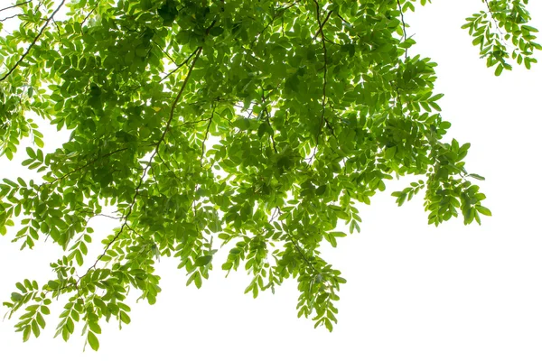 kırpma yolu beyaz zemin üzerine yeşil yaprakları