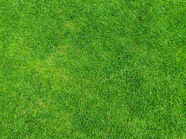yeşil çim dokusu--dan golf sahası arka planı için