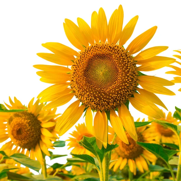 Sunflowers isolated on white background with clipping path — Stock Photo, Image