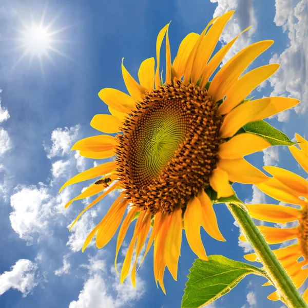 Sunflower field against blue sky and sun light — Stock Photo, Image