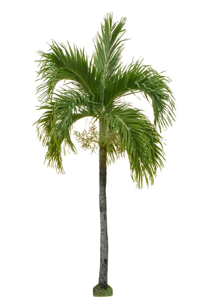 Palma isolata su sfondo bianco Fotografia Stock