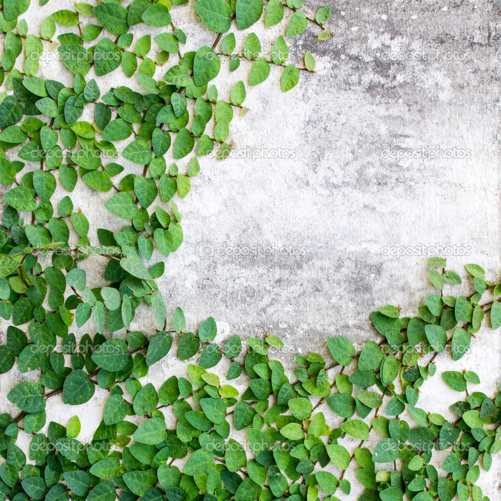 Fotos de Vegetación, Adorno, Sucursal, Creeper., Decorativo - Imagen de