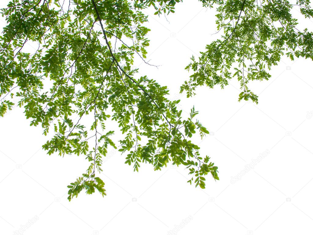 green leaves on white background