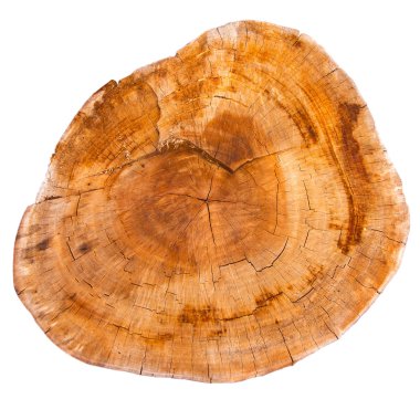 Beyaz arkaplanda izole edilmiş bir ağaç kütüğünün üst görünümü